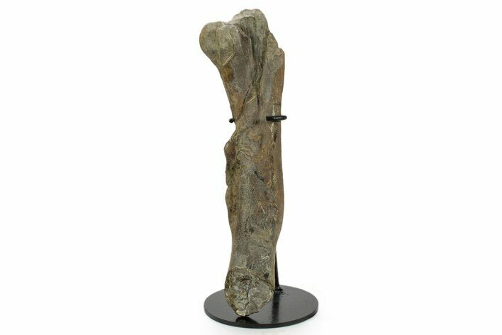 Fossil Hadrosaur (Maiasaura) Partial Femur w/ Stand - Montana #379909